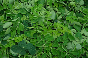 Moringa Leaves