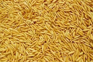 Raw Rice