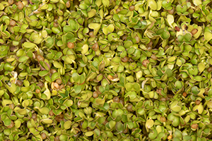 Fenugreek Leave (Methi)