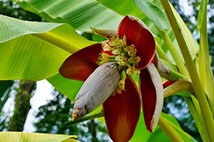 Banana flower