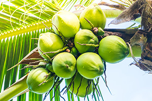 Coconut