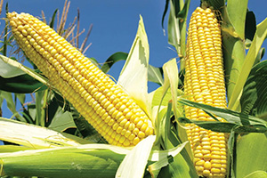 Corn