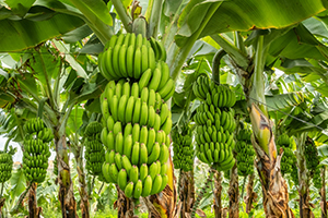 Green Banana