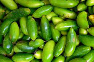 Ivy gourd