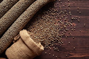 Pearl millet