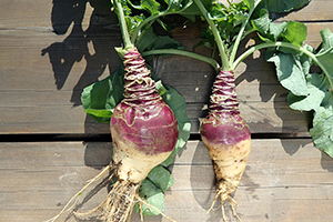 Rutabaga