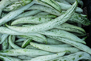 Snake Gourd